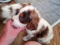 Blue eyed Doll🥰 choc. merle female , a female Cavapoo for sale in Hillsdale, MI – 3 of 9