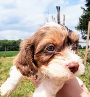 🥰 Tiny man 💙 with ICE Blue eyes , a male Cavapoo for sale in Hillsdale, MI – 5 of 7