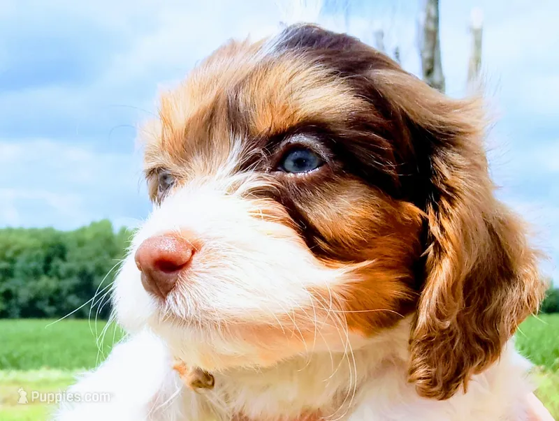 😍Blue eyes 👀 merle male💙💙 – Cavapoo puppy for sale in Hillsdale, MI