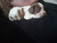 Cookies and cream 🍪 merle, a female Cavapoo for sale in Hillsdale, MI – 6 of 6