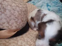 CoCo chocolate merle , a female Cavapoo for sale in Hillsdale, MI – 6 of 6