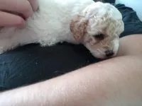🥰💕Light red merle , a male Poodle - Toy  for sale in Hillsdale, MI – 3 of 4