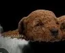 AKC toy girl – Poodle - Toy  puppy for sale in Hillsdale, MI