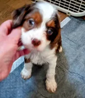 Blue eyed Doll🥰 choc. merle female , a female Cavapoo for sale in Hillsdale, MI – 2 of 9