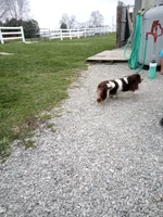 💙Tiny little spot , a male Cavapoo for sale in Hillsdale, MI – 3 of 4