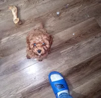AKC toy girl, a female Poodle - Toy  for sale in Hillsdale, MI – 2 of 2