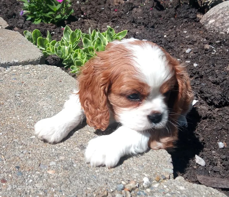 AKC Blenheim female  – Cavalier King Charles Spaniel puppy for sale in Hillsdale, MI