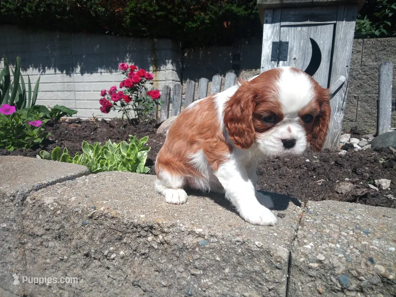 AKC Blenheim female  – Cavalier King Charles Spaniel puppy for sale in Hillsdale, MI