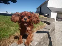 Lil red AKC , a male Cavalier King Charles Spaniel for sale in Hillsdale, MI – 4 of 4