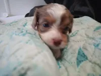 Bit-o-coco merle male, a male Cavapoo for sale in Hillsdale, MI – 4 of 4