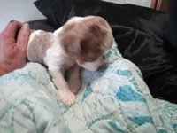 Cookies 🍪 merle, a female Cavapoo for sale in Hillsdale, MI – 7 of 8