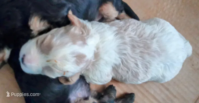 AKC Blenheim female  – Cavalier King Charles Spaniel puppy for sale in Hillsdale, MI