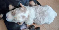 AKC Blenheim female , a female Cavalier King Charles Spaniel for sale in Hillsdale, MI – 1 of 1