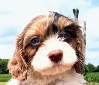 🥰 Tiny man 💙 with ICE Blue eyes , a male Cavapoo for sale in Hillsdale, MI – 3 of 7