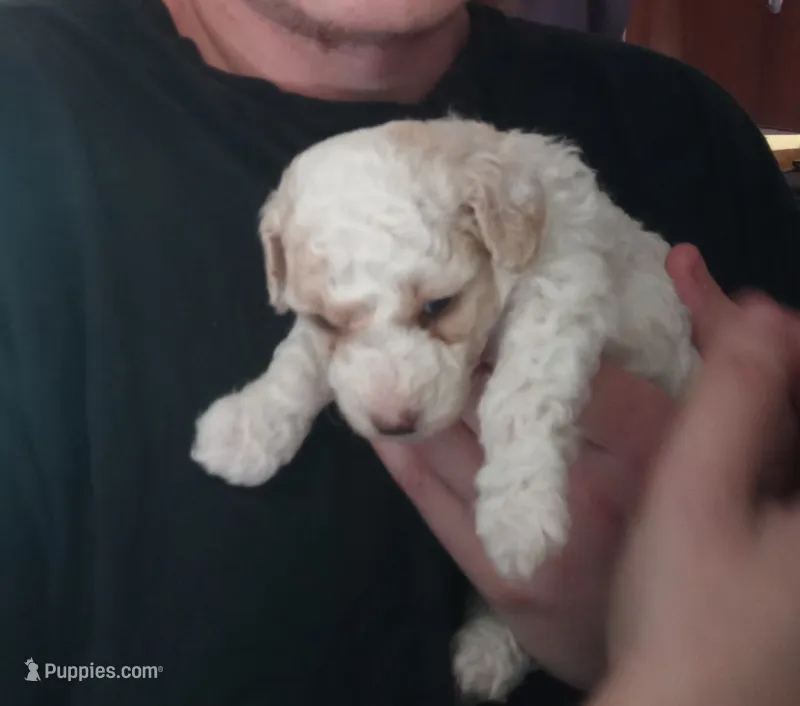 🤗🐾Tiny Tim reg. 🌈 – Poodle - Toy  puppy for sale in Hillsdale, MI