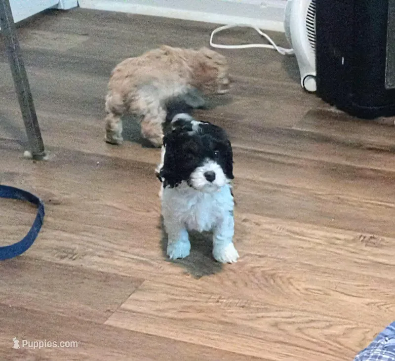 Lil' Miss  – Cavapoo puppy for sale in Hillsdale, MI