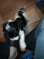 Lil' Miss , a female Cavapoo for sale in Hillsdale, MI – Photo 4 of 4