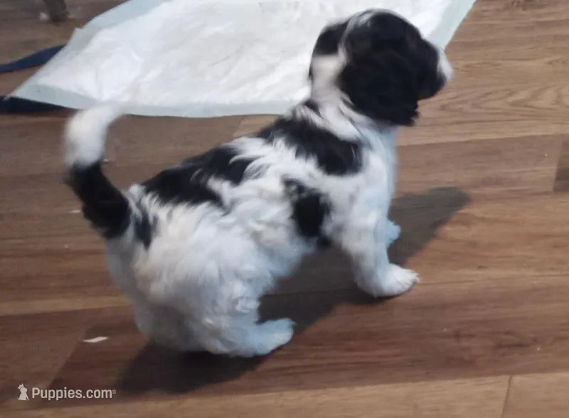 Lil' Miss  – Cavapoo puppy for sale in Hillsdale, MI