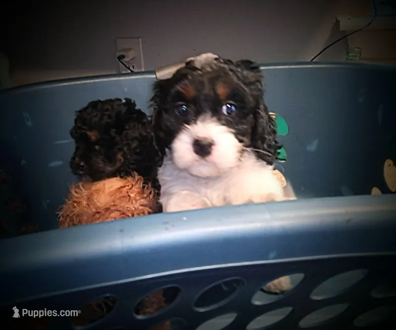 Lil' Miss  – Cavapoo puppy for sale in Hillsdale, MI