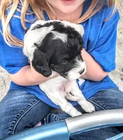 Lil' Miss , a female Cavapoo for sale in Hillsdale, MI – Photo 3 of 4