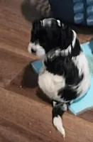 Lil' Miss , a female Cavapoo for sale in Hillsdale, MI – Photo 2 of 4