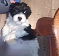 Lil' Miss , a female Cavapoo for sale in Hillsdale, MI – 6 of 6