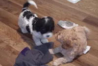 Lil' Miss , a female Cavapoo for sale in Hillsdale, MI – 5 of 6