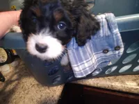 Lil' Miss , a female Cavapoo for sale in Hillsdale, MI – 4 of 6