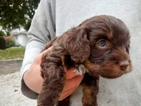 💕💙 little tike Chocolate cavapoo , a male Cavapoo for sale in Hillsdale, MI – 1 of 7