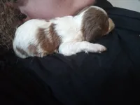 Cookies and cream 🍪 merle, a female Cavapoo for sale in Hillsdale, MI – 5 of 6