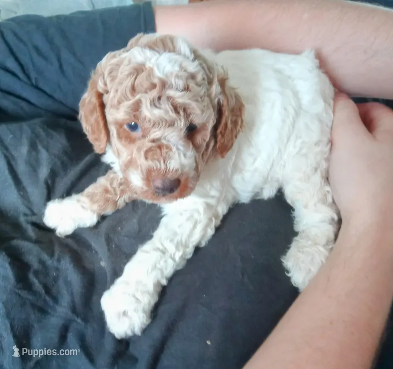Lil Prince ♦️🐾 RED merle  – Poodle - Toy  puppy for sale in Hillsdale, MI