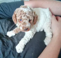 Little man ♦️🐾 RED merle , a male Poodle - Toy  for sale in Hillsdale, MI – 2 of 5