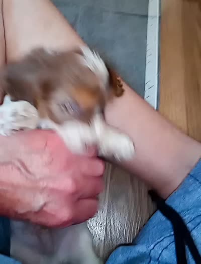 😍Tiny Coco merle male💙💙, a male Cavapoo for sale in Hillsdale, MI – 4 of 5