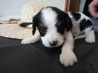 💙Tiny Tim (tiny man), a male Cavapoo for sale in Hillsdale, MI – 6 of 9
