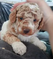 Little man ♦️🐾 RED merle , a male Poodle - Toy  for sale in Hillsdale, MI – 1 of 5