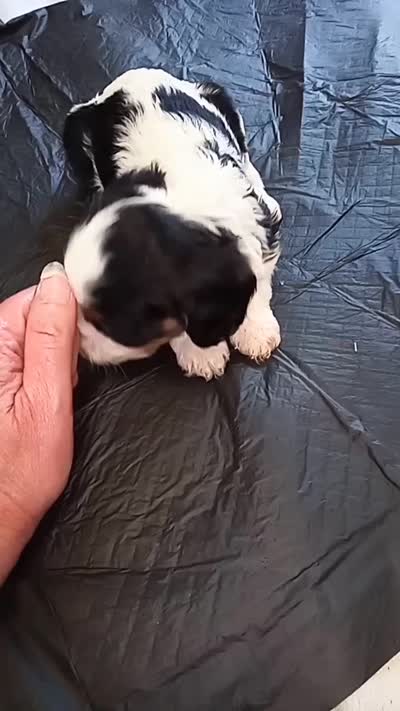 💙Tiny Tim (tiny man), a male Cavapoo for sale in Hillsdale, MI – 9 of 9