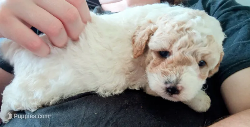 💙 Lil' Patches 💕 apricot merle  – Poodle - Toy  puppy for sale in Hillsdale, MI