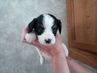 💙Tiny Tim (tiny man), a male Cavapoo for sale in Hillsdale, MI – 7 of 9