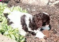 💕💙 Mini Mocha kids dog, a female Cavapoo for sale in Hillsdale, MI – 4 of 5