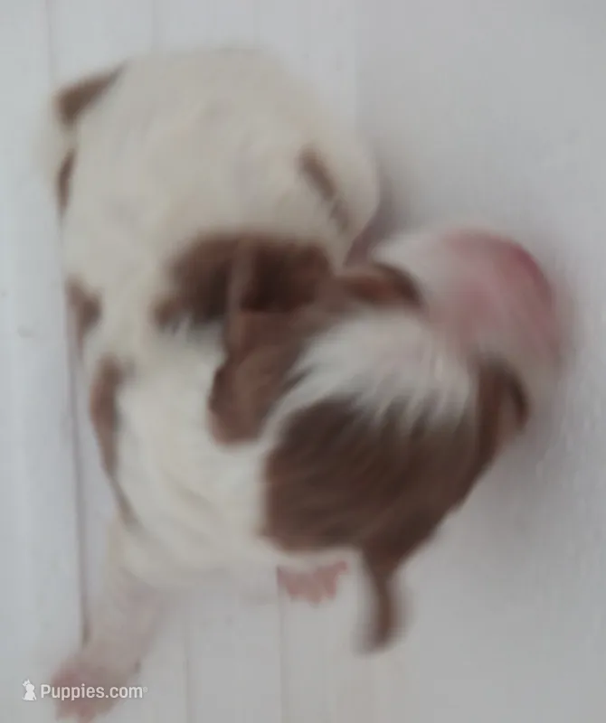 Lil' Doll – Cavapoo puppy for sale in Hillsdale, MI
