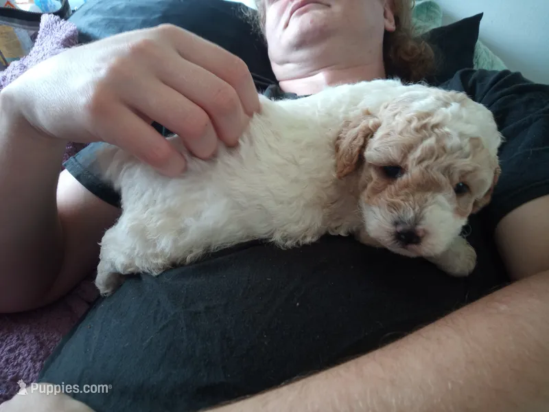 💙 Lil' Patches 💕 apricot merle  – Poodle - Toy  puppy for sale in Hillsdale, MI
