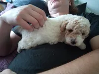 🥰💕Light red merle , a male Poodle - Toy  for sale in Hillsdale, MI – 4 of 4