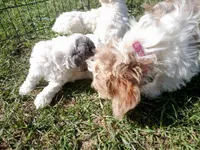 Lil Prince ♦️🐾 RED merle , a male Poodle - Toy  for sale in Hillsdale, MI – 10 of 10