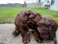 💕💙 little tike Chocolate cavapoo , a male Cavapoo for sale in Hillsdale, MI – 5 of 7