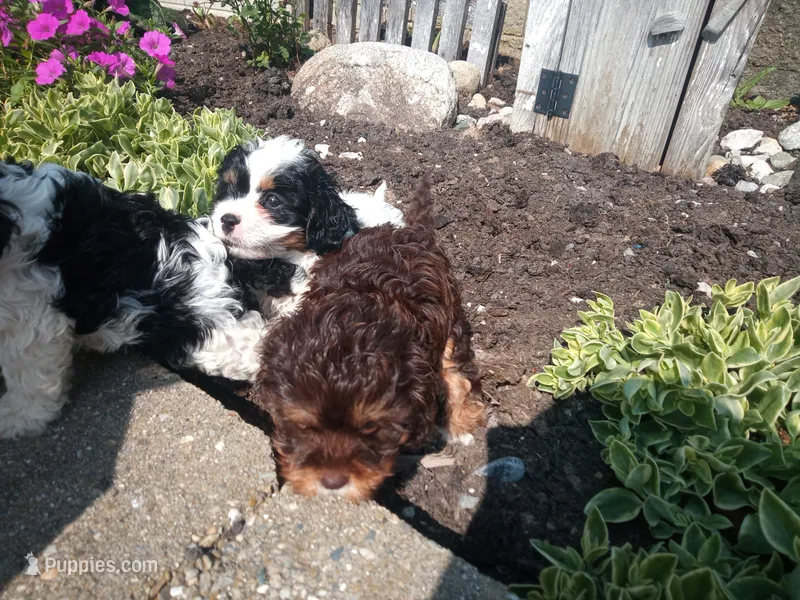Hershey's dream girl  – Cavapoo puppy for sale in Hillsdale, MI