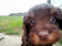 💕💙 little tike Chocolate cavapoo , a male Cavapoo for sale in Hillsdale, MI – 2 of 7