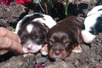 Spot, a male Cavapoo for sale in Hillsdale, MI – 2 of 3