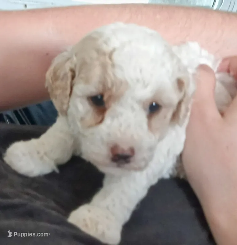 🤗🐾Tiny Tim reg. 🌈 – Poodle - Toy  puppy for sale in Hillsdale, MI