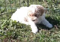 Little 💙Patches 💕 apricot parti, a male Poodle - Toy  for sale in Hillsdale, MI – 2 of 6