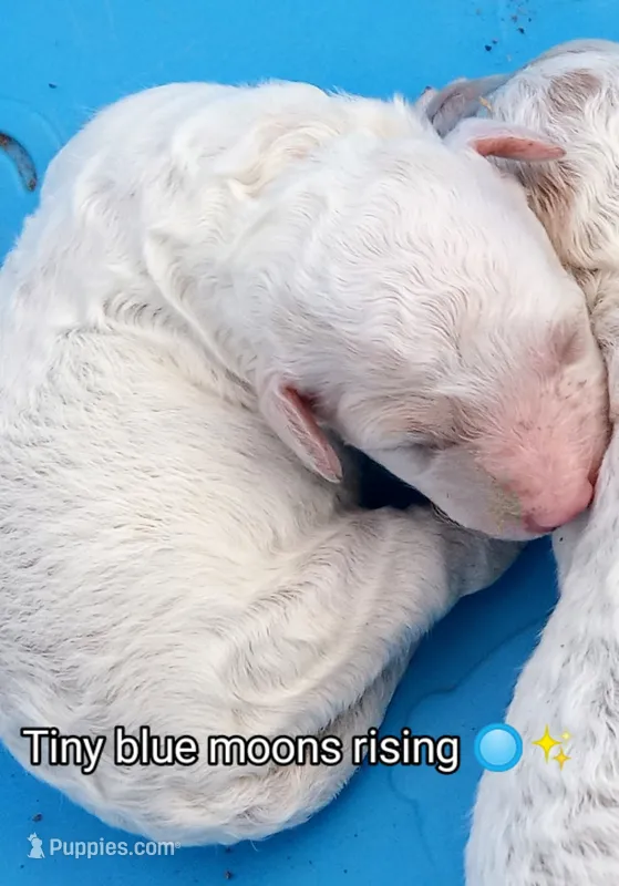 💙Lil' Bit o Blue 🔵 – Poodle - Toy  puppy for sale in Hillsdale, MI
